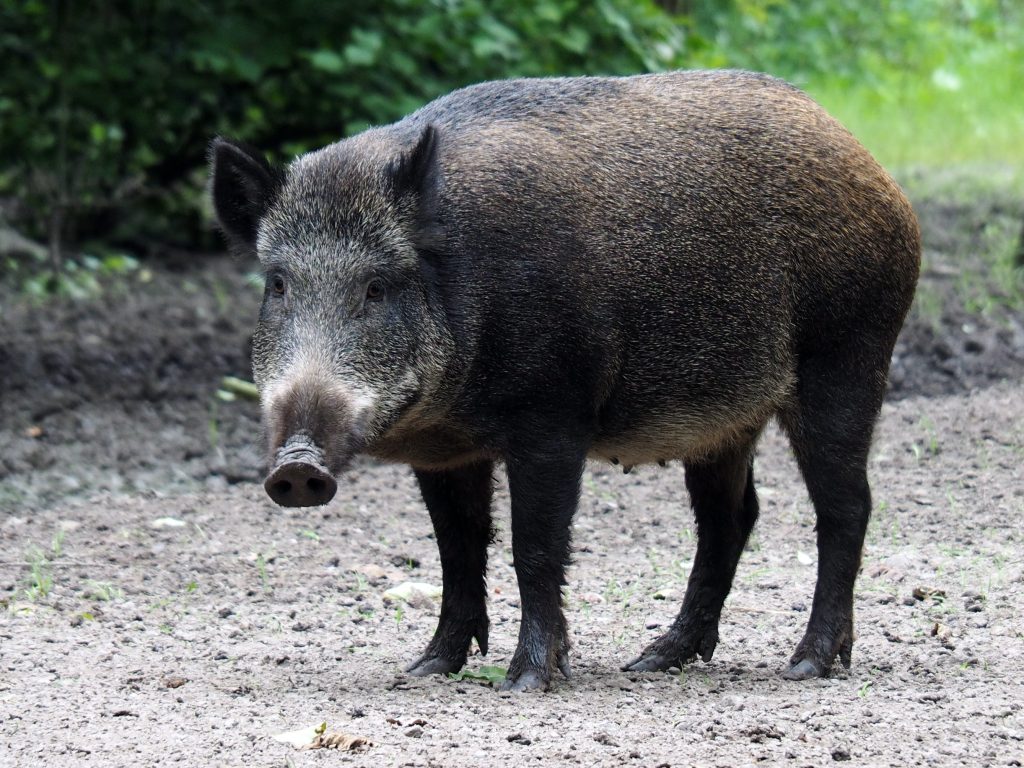 ASF to choroba zagrażająca dzikom i świniom